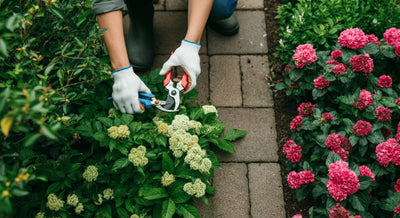 A person carefully pruning flowers or shrubs in a well-maintained garden.